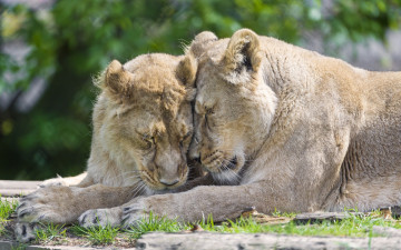 Картинка животные львы растения двое