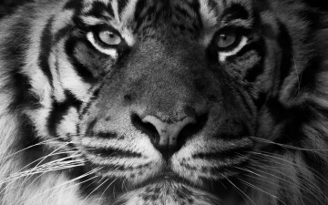 Картинка животные тигры морда взгляд