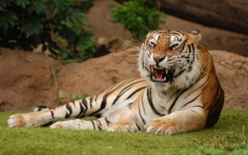 Картинка животные тигры оскал растения