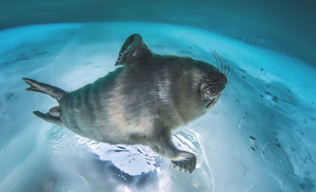 Обои картинки фото детеныш байкальской нерпы, животные, тюлени,  морские львы,  морские котики, вода, нерпа