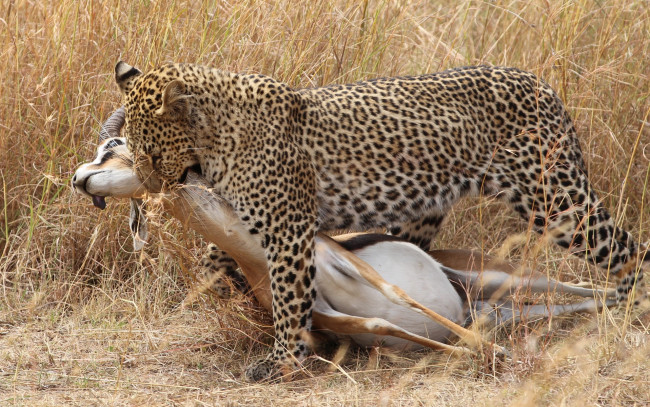 Обои картинки фото животные, леопарды, охота, антилопа, трава