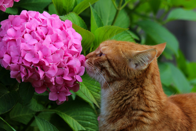 Обои картинки фото животные, коты, природа, кот, красота, лето, питомцы, кошки, гортензия, дача, цветы, стёпка, рыжий, степан