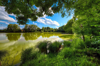 Картинка природа реки озера лето пруд камыши деревья