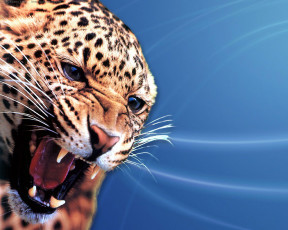 Картинка jaguar животные леопарды