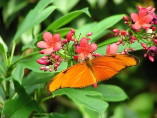 обоя orange, julia, butterfly, dryas, животные, бабочки