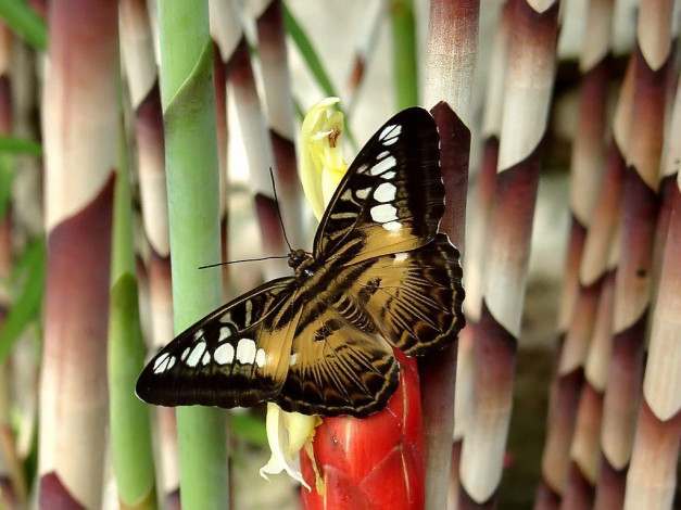 Обои картинки фото clipper, butterfly, parthenos, sylvia, животные, бабочки