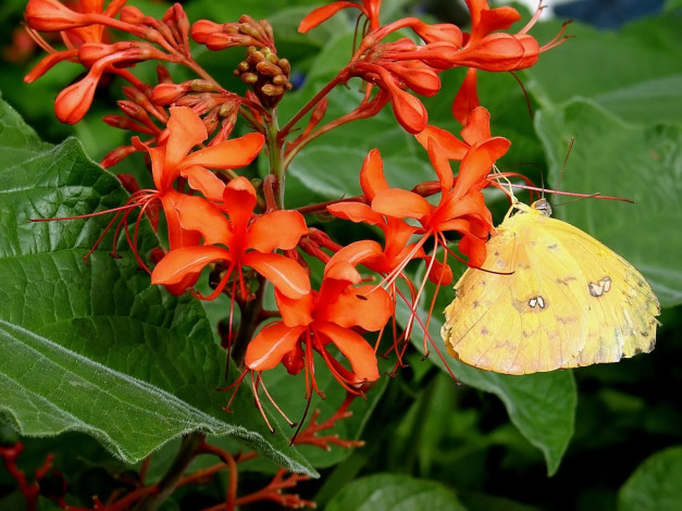 Обои картинки фото orange, barred, sulphur, butterfly, phoebis, philea, животные, бабочки