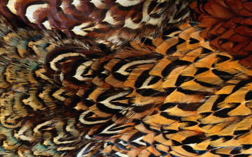 Картинка разное перья