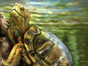 Картинка рисованные животные черепахи