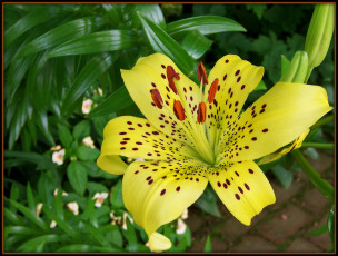 Картинка цветы лилии лилейники листья лепестки желтые