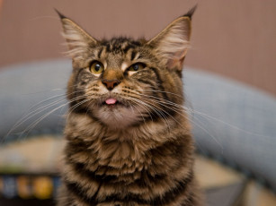 Картинка животные коты мейн-кун язык