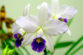 Картинка цветы орхидеи белый фиолетовый экзотика