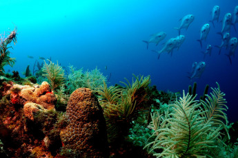 Картинка природа морские глубины подводный мир