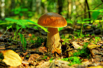 Картинка природа грибы трава лес
