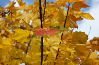 Картинка природа листья голубое небо желтые