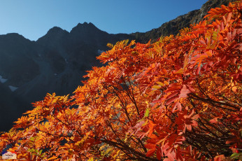 Картинка природа листья рябина осень