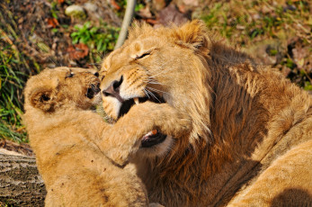 Картинка животные львы львенок львица