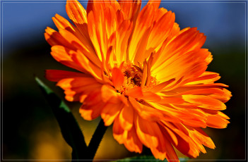 Картинка цветы календула