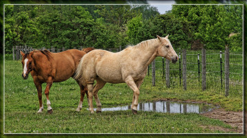 Картинка животные лошади лужа трава