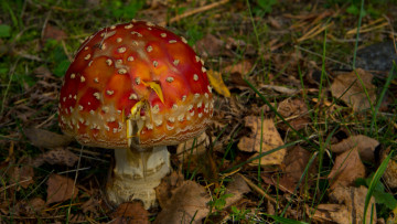 Картинка природа грибы мухомор трава листья лес