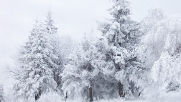 Картинка природа зима иней лес деревья в снегу