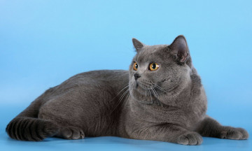Картинка животные коты голубой британец