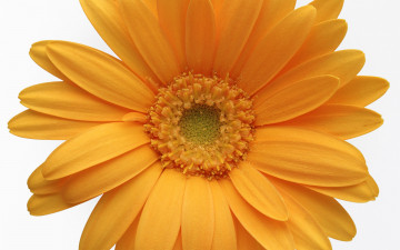 Картинка цветы герберы жёлтый макро