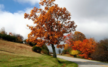 Картинка природа дороги осень деревья