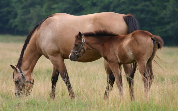 Картинка животные лошади малыш трава деревья