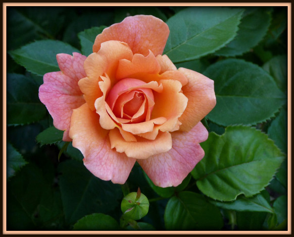 Обои картинки фото цветы, розы, бутон