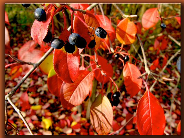 Обои картинки фото природа, Ягоды, ветка, красные, листья