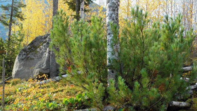 Обои картинки фото природа, лес, камень, осень, трава, желтые, листья, сосны