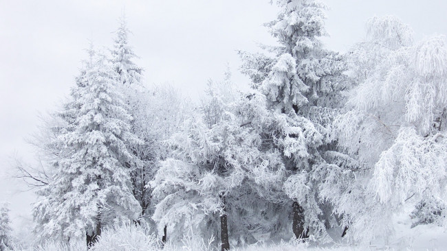 Обои картинки фото природа, зима, иней, лес, деревья, в, снегу