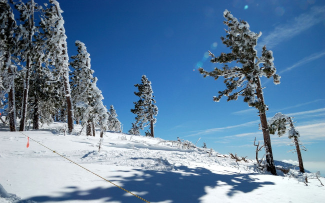 Обои картинки фото природа, зима, снег, сосна