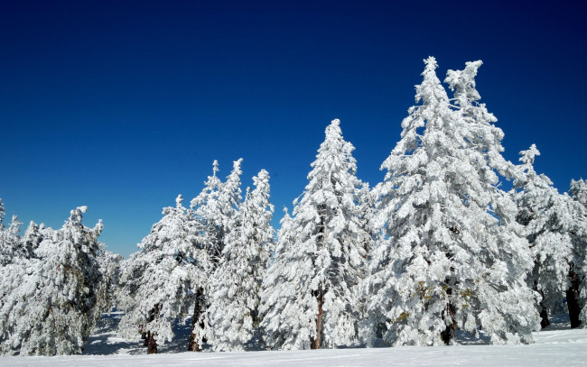 Обои картинки фото природа, зима, снег, сосна