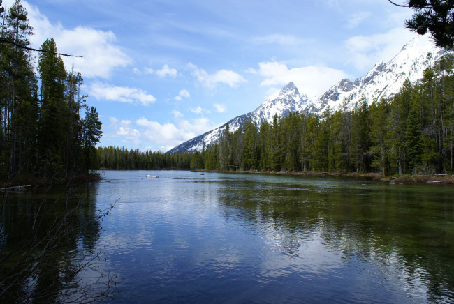 Обои картинки фото природа, реки, озера, ель, река