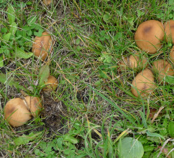 Картинка природа грибы трава