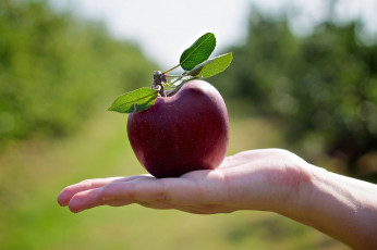 Картинка еда Яблоки рука ладонь плод