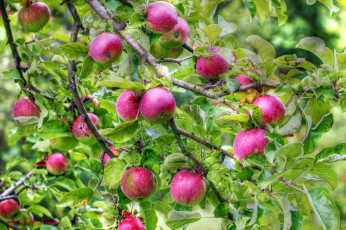 Картинка природа плоды яблоня яблоки ветки