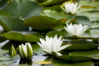 Картинка цветы лилии водяные нимфеи кувшинки листья вода белый
