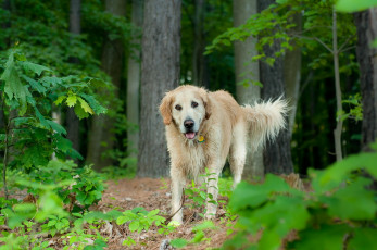 Картинка животные собаки собака лес лето
