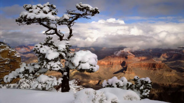 обоя snowy, canyons, природа, зима, каньон, горы, снег, дерево