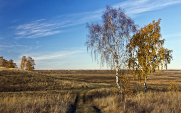 Картинка природа деревья осень дорога поле