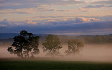 Картинка туман природа деревья тишина поле