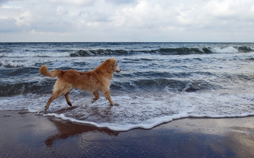 Картинка животные собаки волны собака