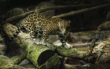 Картинка животные Ягуары грация хищник грозный