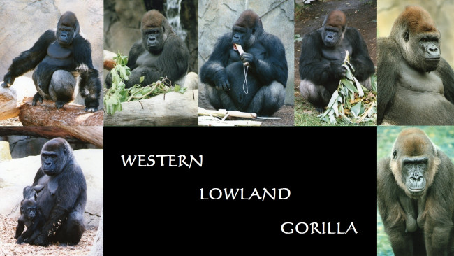 Обои картинки фото gorilla, животные, обезьяны, гориллы, коллаж