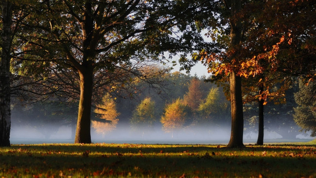 Обои картинки фото природа, деревья, дубы, осень, туман, поляна, лес