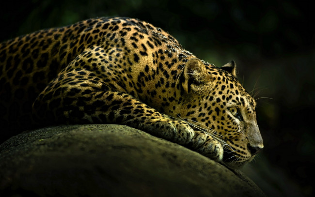 Обои картинки фото lamborghini, животные, леопарды, леопард, камень, отдых
