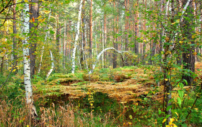 Обои картинки фото природа, лес, осень, березы, сосны, папоротник